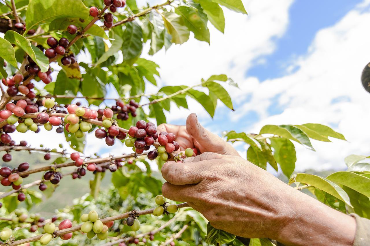 Finca Boutique El Diamante Salgar  Dış mekan fotoğraf